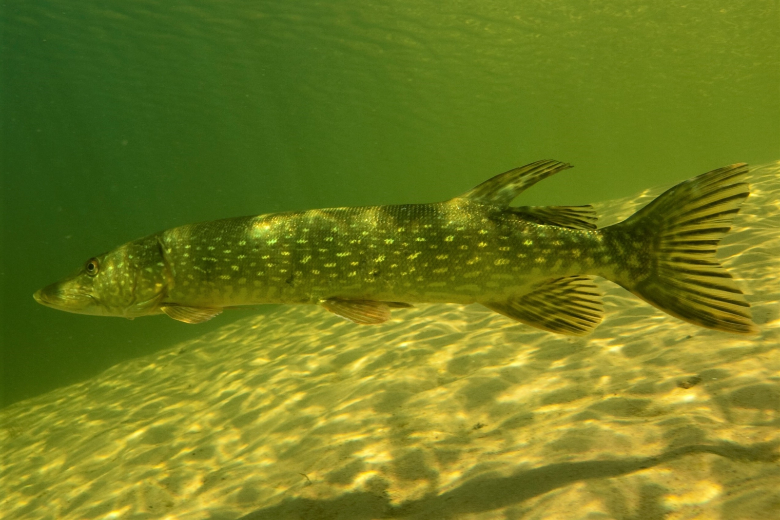 foto snoek foto snoek