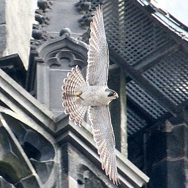 slechtvalk toren