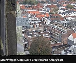 webcam rooster